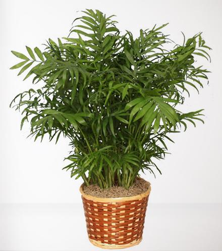 Lush Green & Blooming Plants with Fresh Cut Flower Option | Plant Gifts -  Andy's Flower Shop
