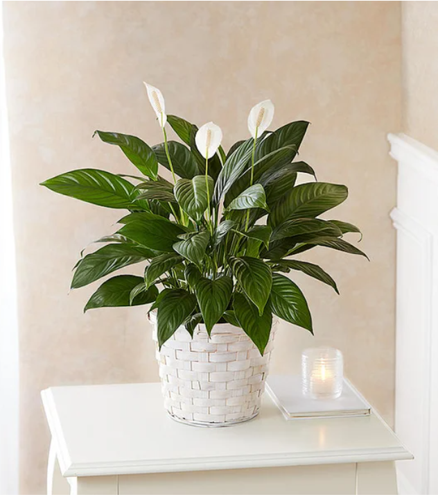 marble pink princess philodendron Philodendron 'Pink Princess Marble Galaxy' – Cedar Bridge Botanicals