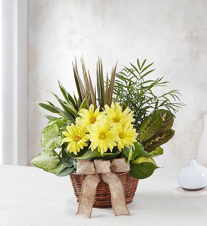 Dish Garden with Fresh Cut Flowers | Andy's Flower Shop