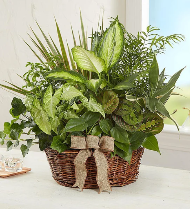 Classic Dish Garden | Andy's Flower Shop