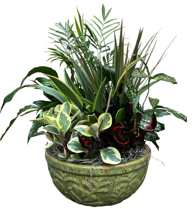 Luxury Garden Planter - Premium Dish Garden by Andy's Flower Shop | Andy's  Flower Shop
