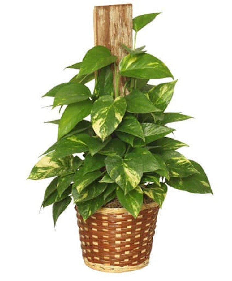 brandtianum philodendron Philodendron brandtianum – Carnivero main image 0